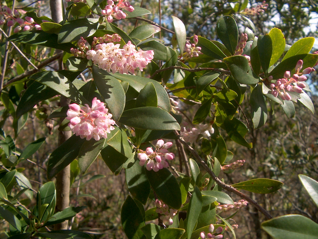 Cliftonia monophylla   / Cliftonia monophylla  