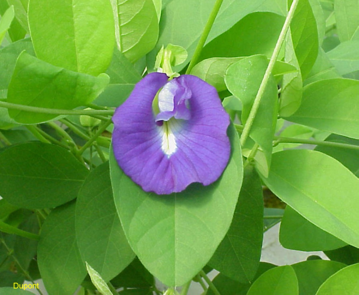 Clitoria ternatea / Blue Pea Vine