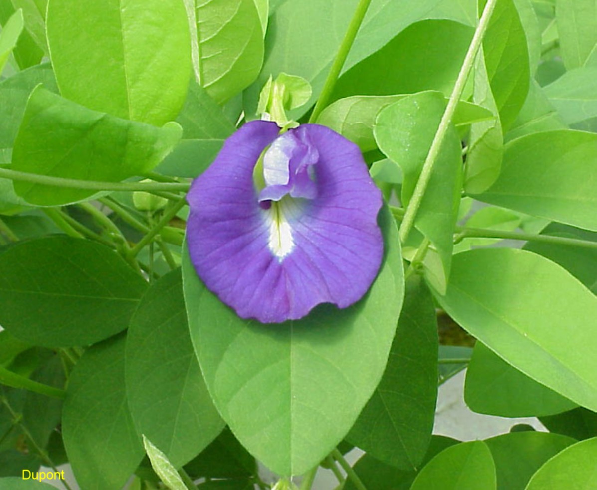 Clitoria ternatea / Clitoria ternatea