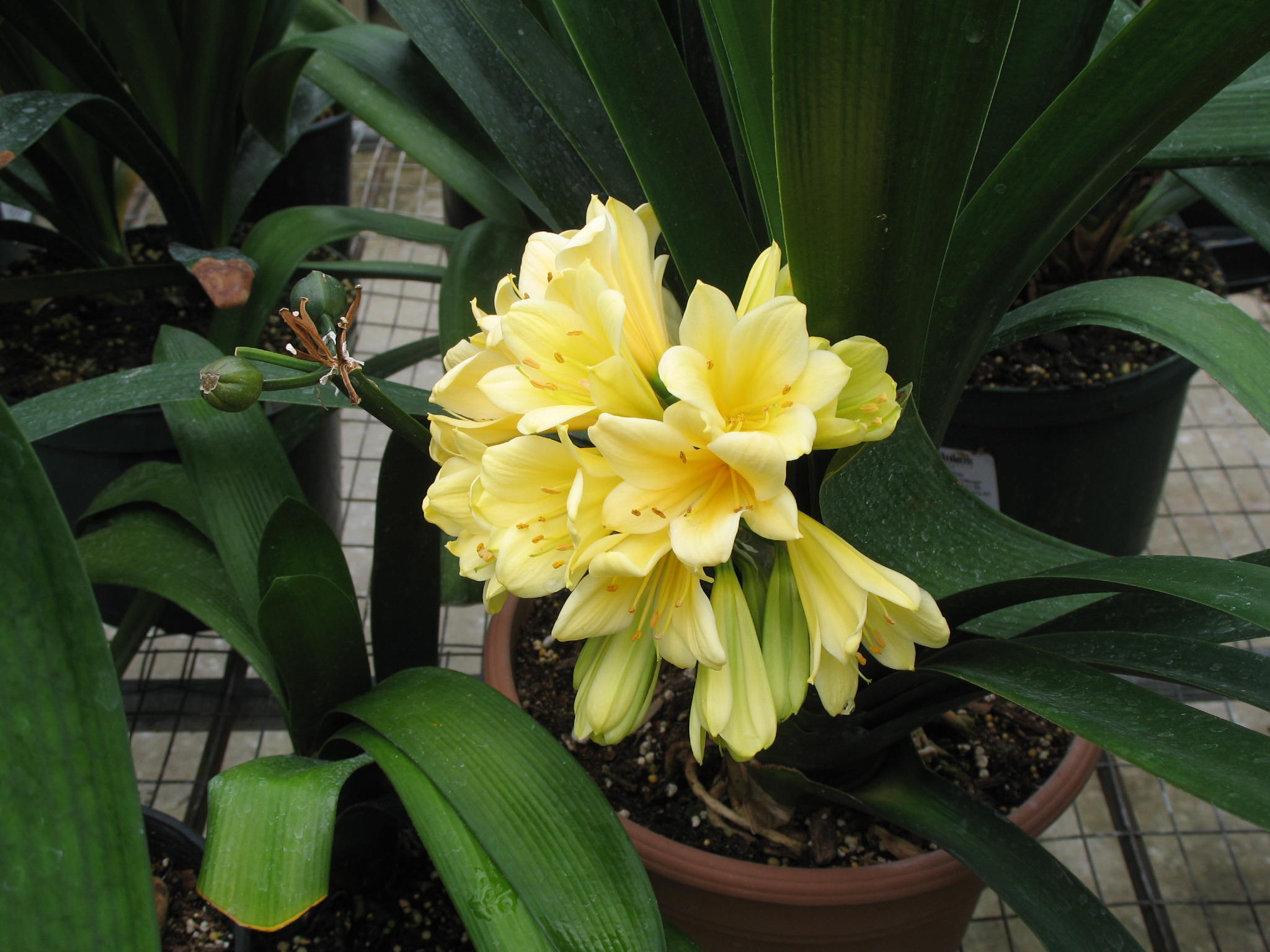 Clivia miniata 'Solomon Yellow'   / Clivia miniata 'Solomon Yellow'  