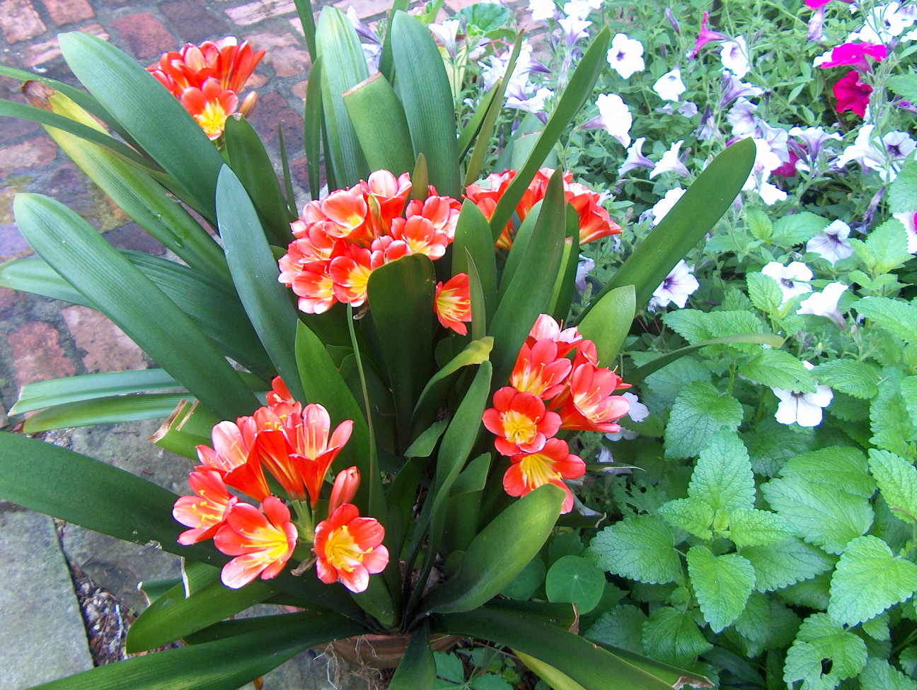 Clivia miniata  / Clivia