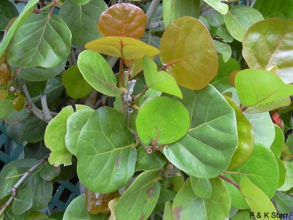 Coccoloba uvifera / Sea Grape