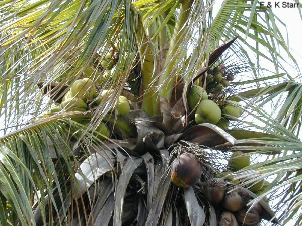 Cocos nucifera / Coconut Palm