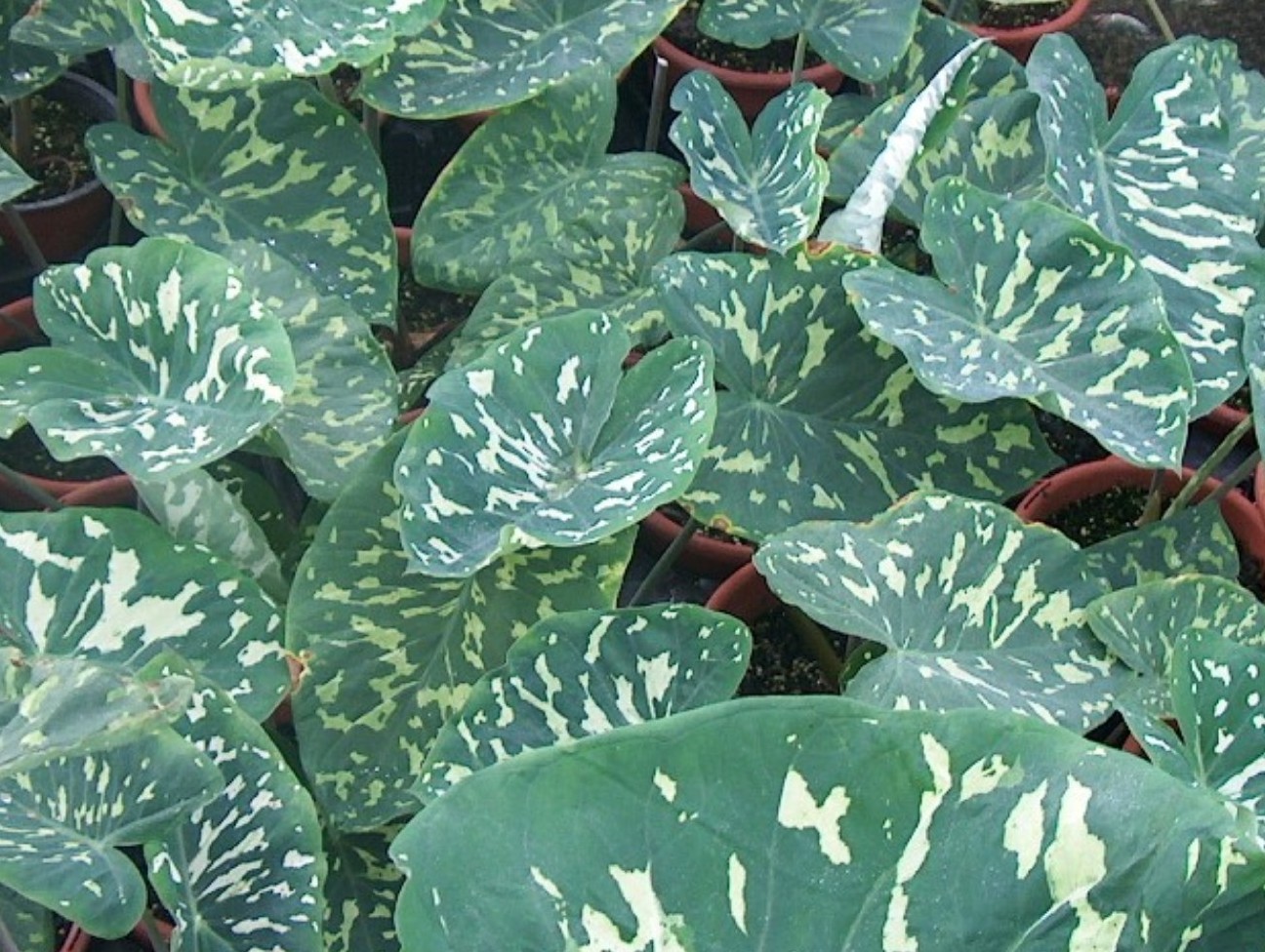 Colocasia amazonica  / Elephant Ear