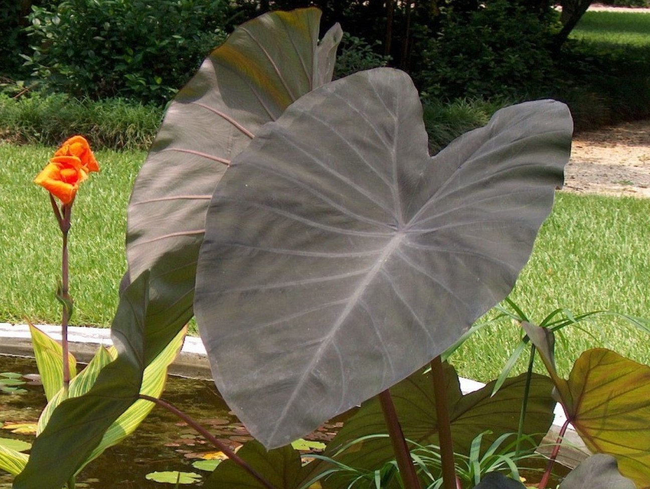 Colocasia esculenta 'Black Magic'   / Black Magic Taro