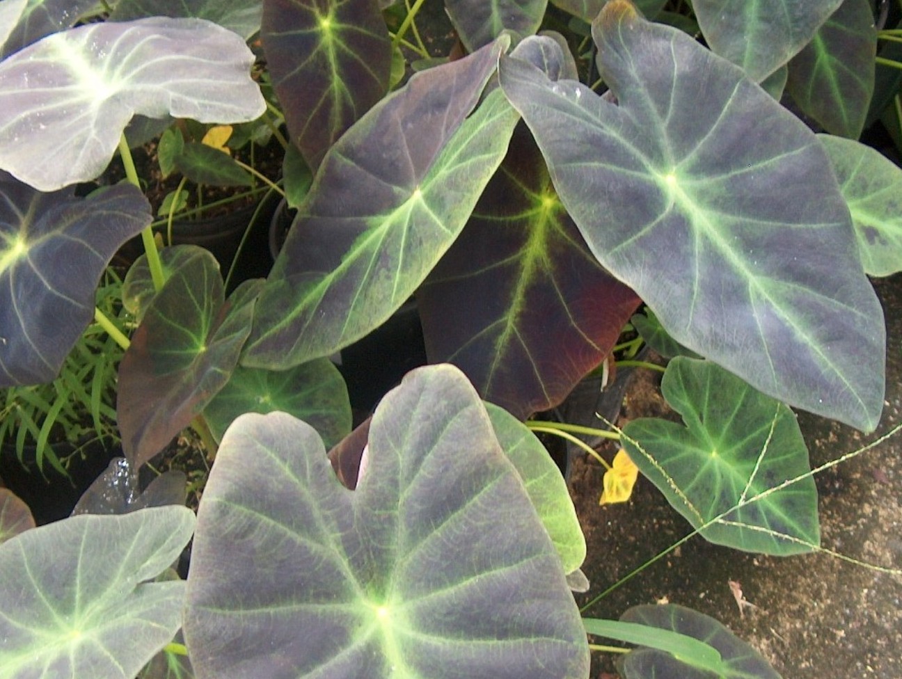 Colocasia esculenta 'Illustris'  / Imperial Taro