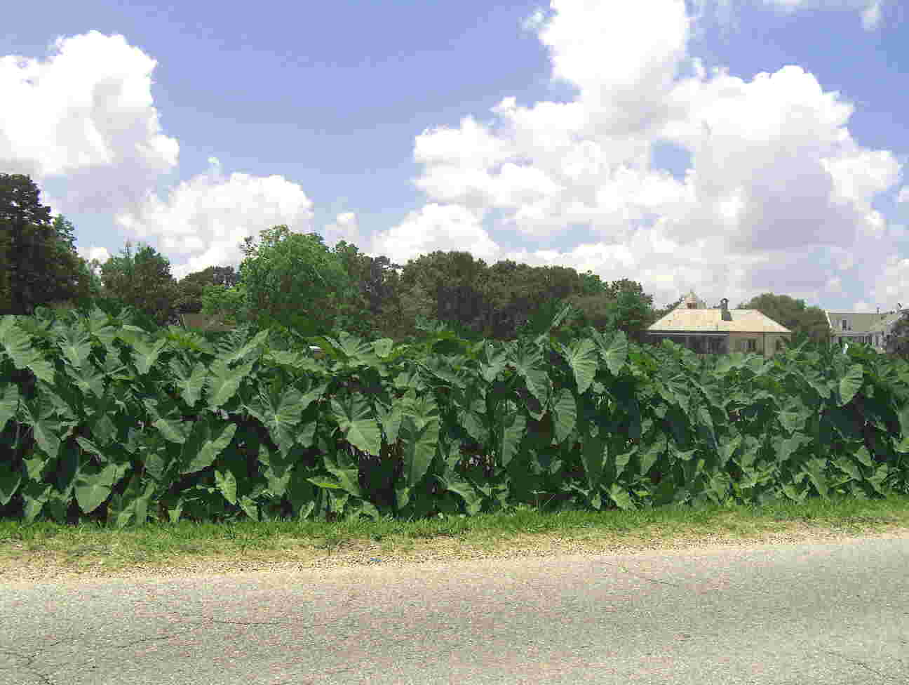 Colocasia esculenta / Taro