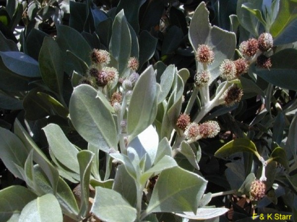Conocarpus erectus / Button Mangrove