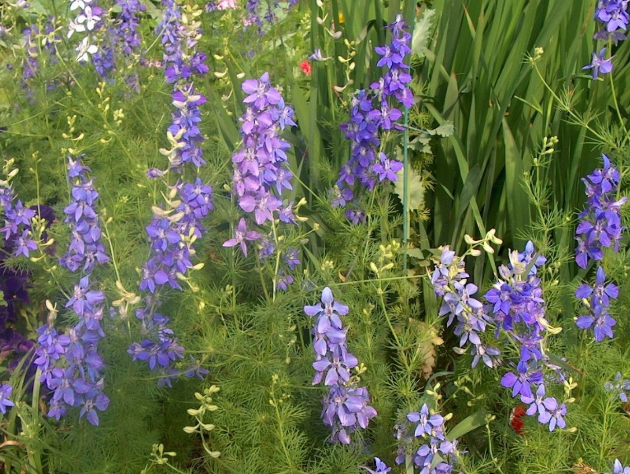 Consolida species / Larkspur