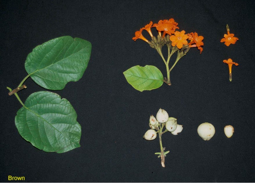 Cordia sebestena / Cordia sebestena