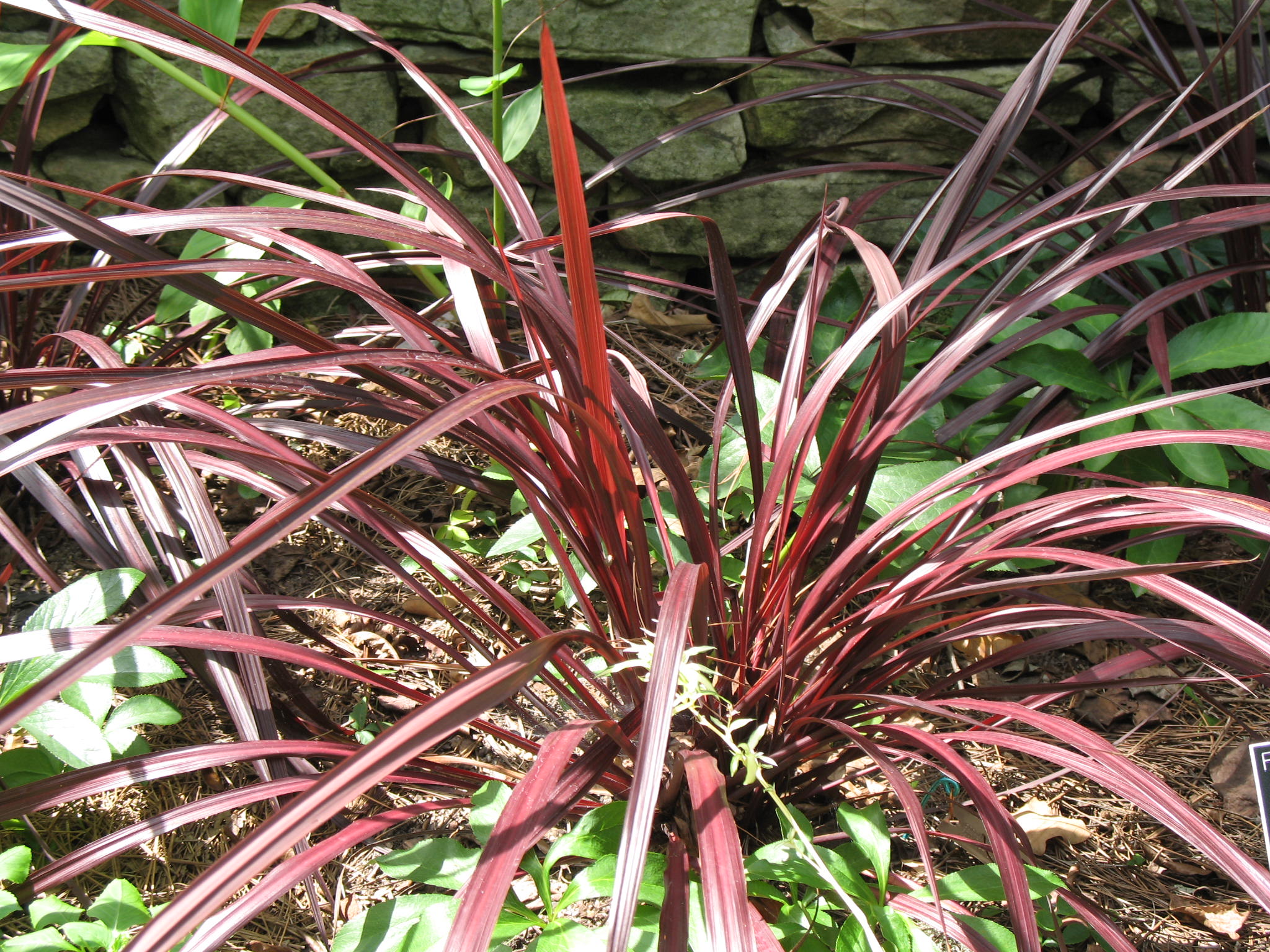 Cordyline 'Jurred'   / Cordyline 'Jurred'  