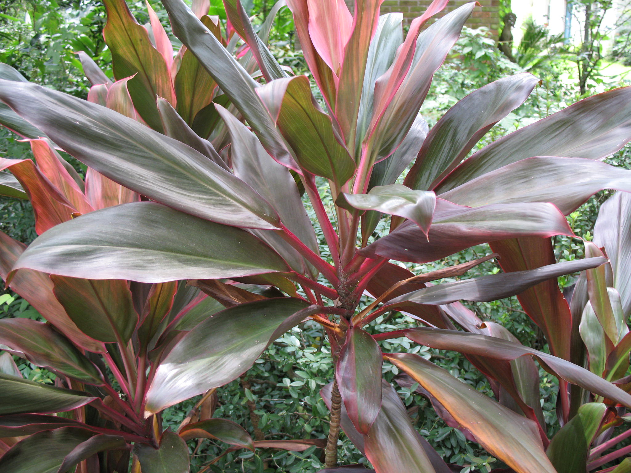 Cordyline fruticosa / Cordyline fruticosa