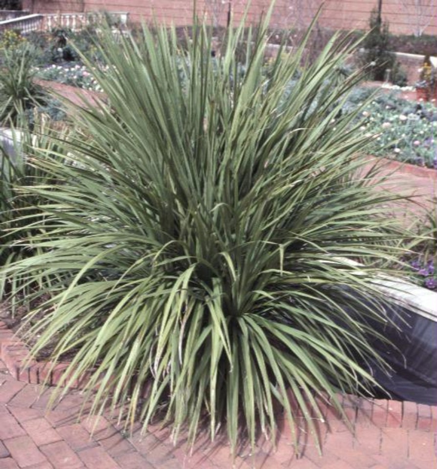 Cordyline indivisa  / Blue Dracaena Palm