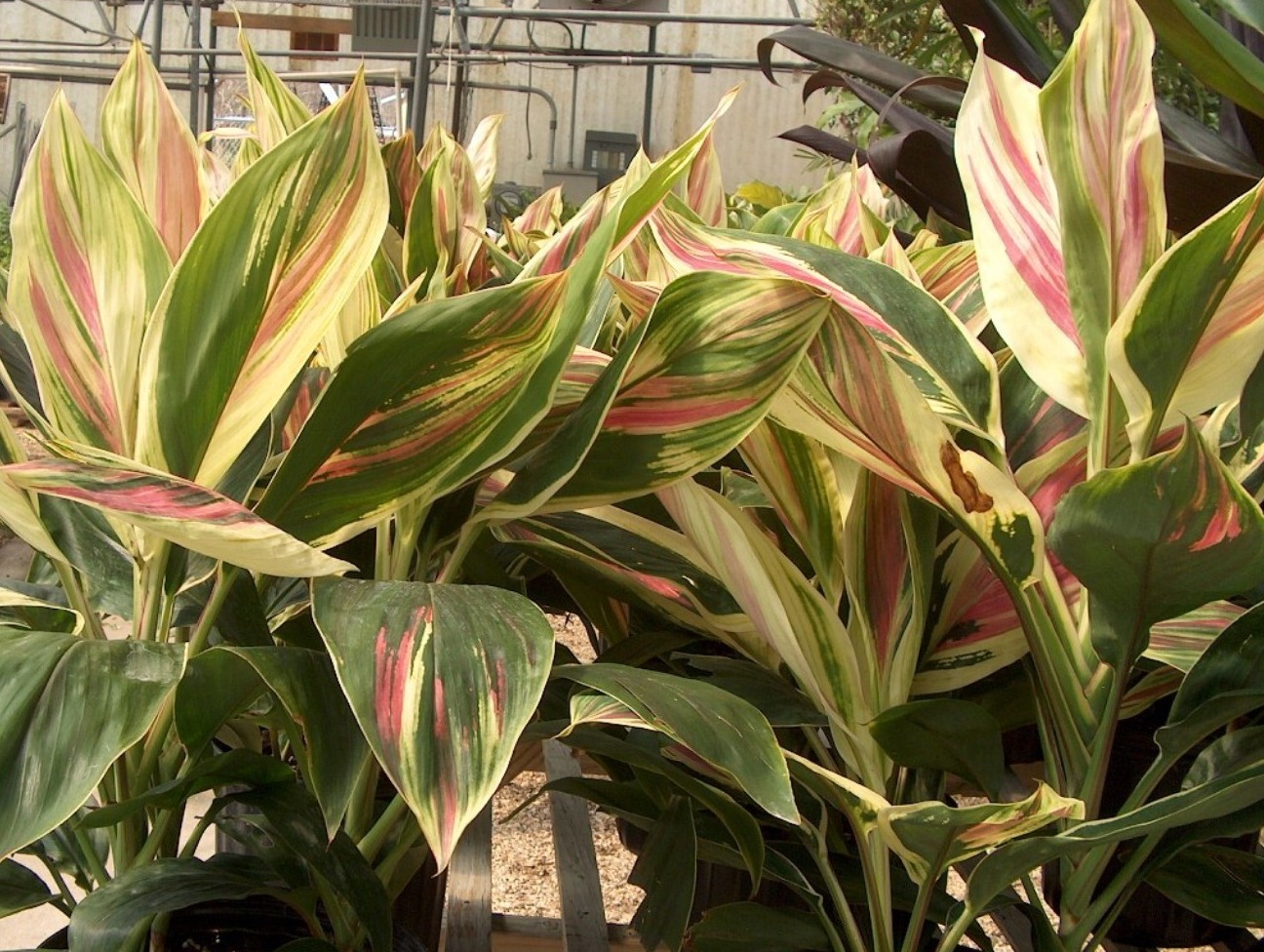 Cordyline terminalis / Cordyline terminalis