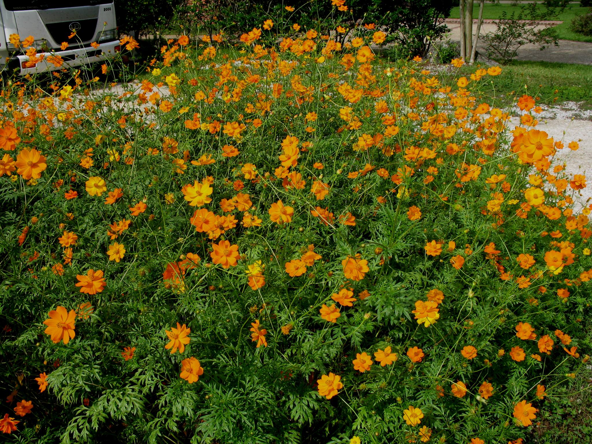 Coreopsis lanceolata  / Lanceleaf Tickseed