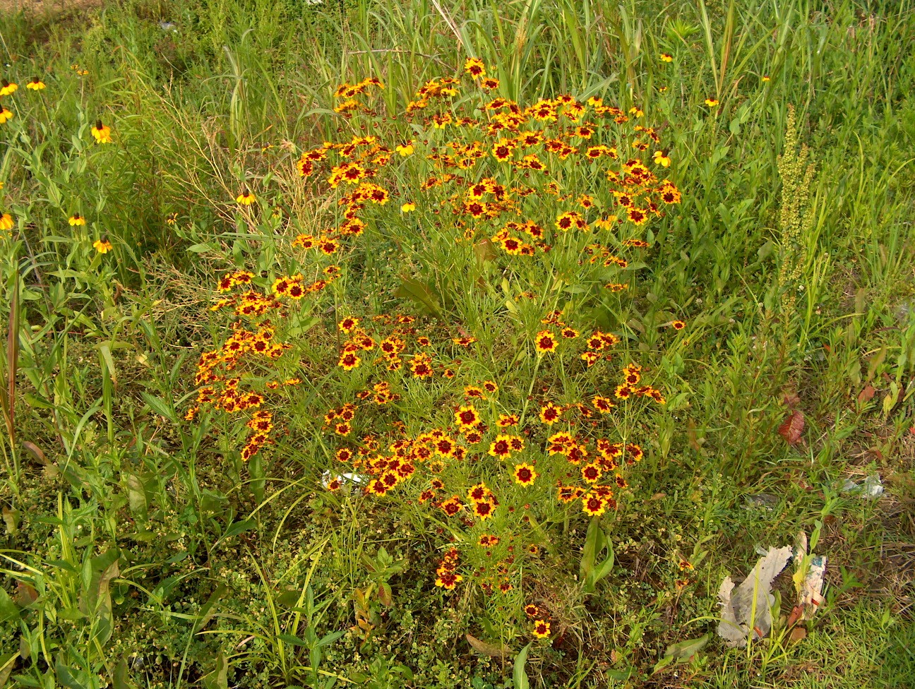 Coreopsis tinctoria / Golden Tickseed