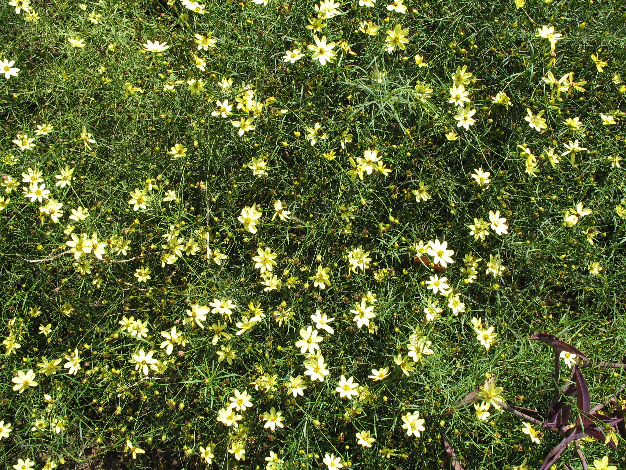 Coreopsis verticillata 'Moonbeam'  / Coreopsis verticillata 'Moonbeam' 