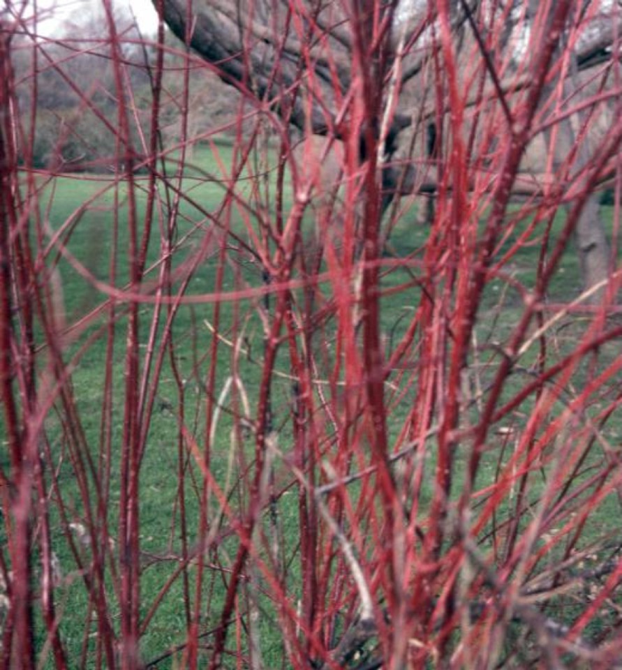 Cornus alba 'Bloodgood'  / Cornus alba 'Bloodgood' 