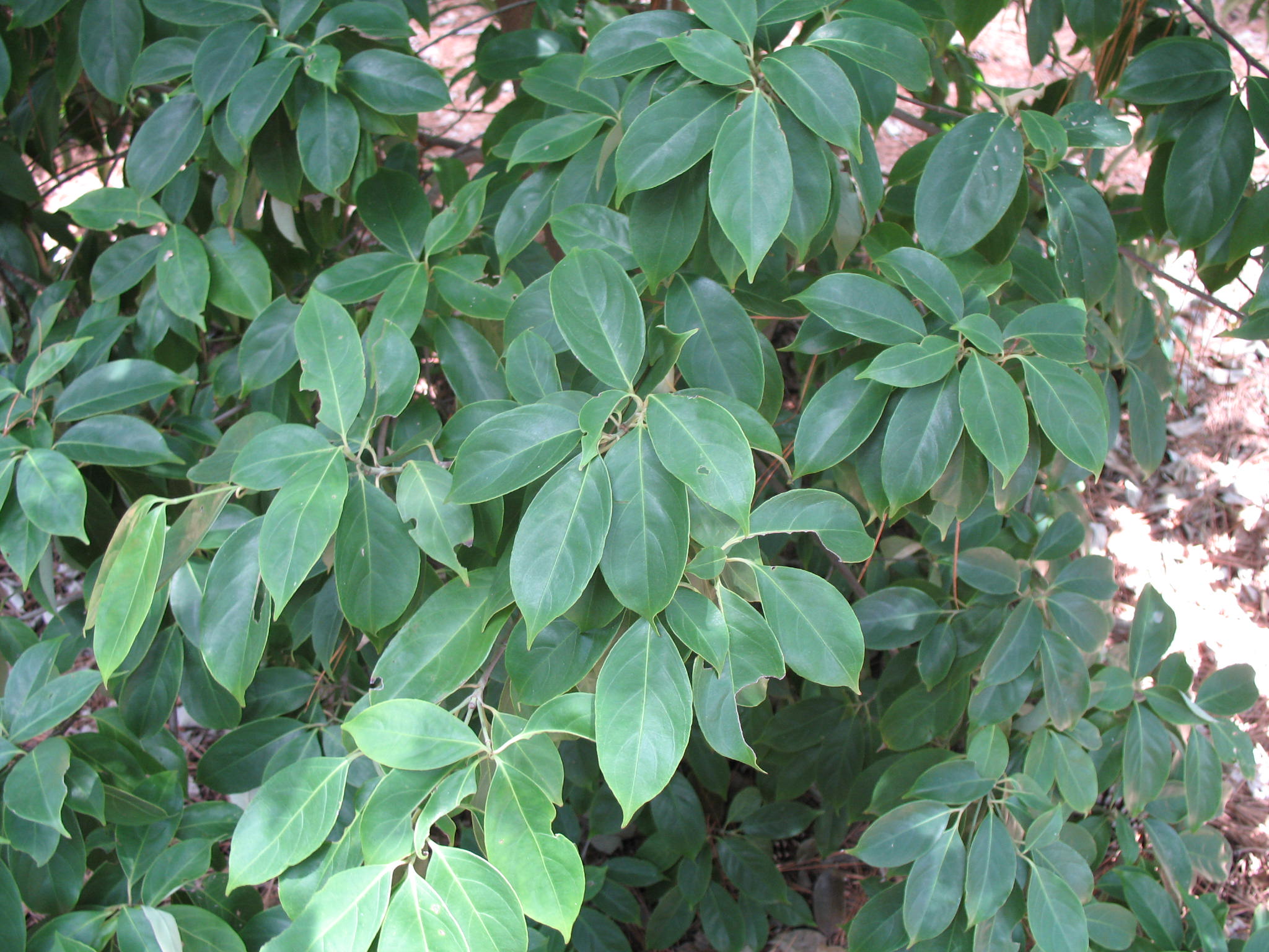 Cornus alternifolia / Alternate-leaved Dowoood