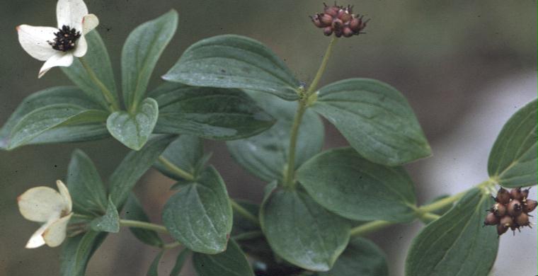 Cornus canadensis / Bunchberry Dogwood