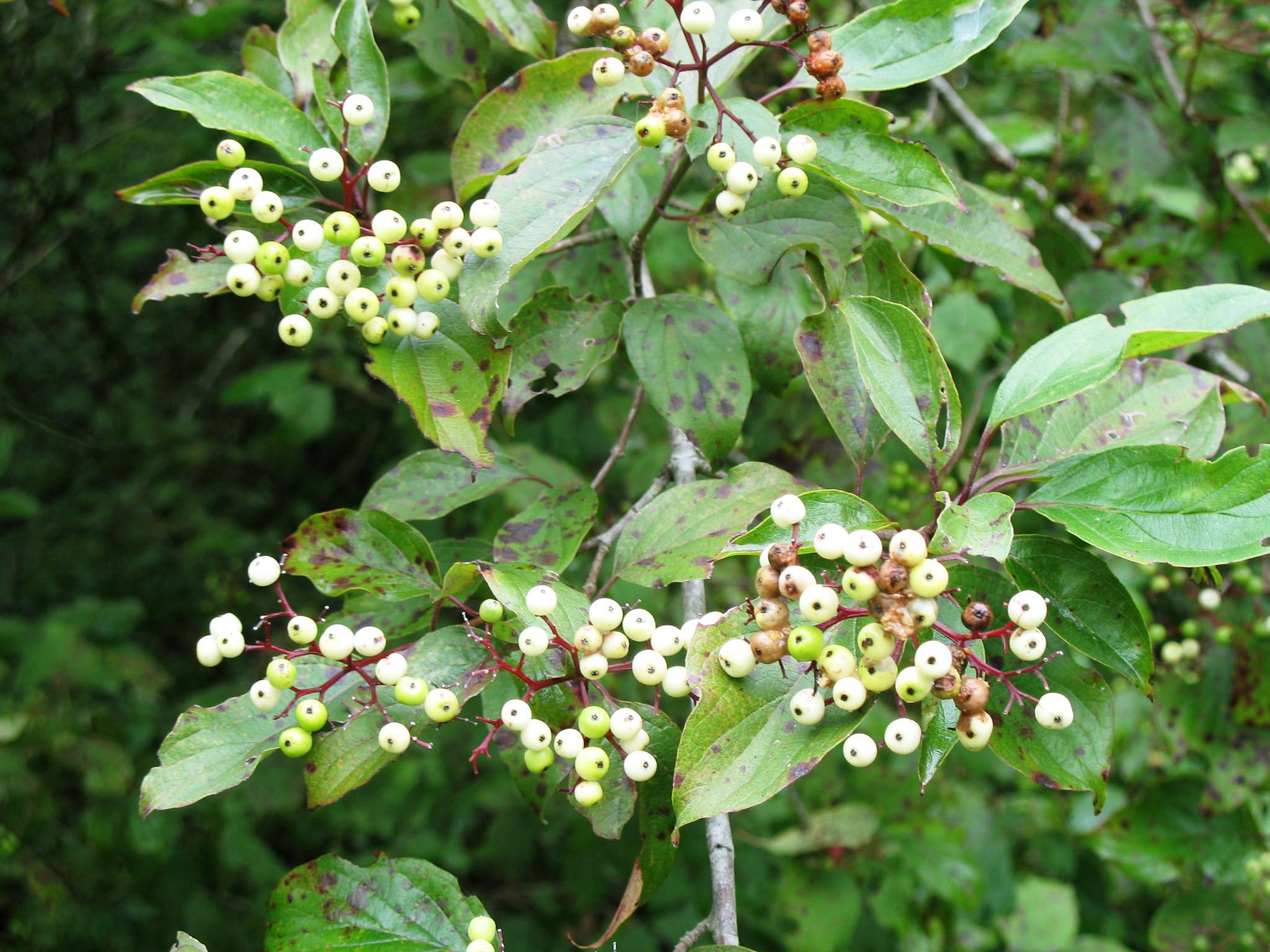 Cornus drummondii  / Cornus drummondii 