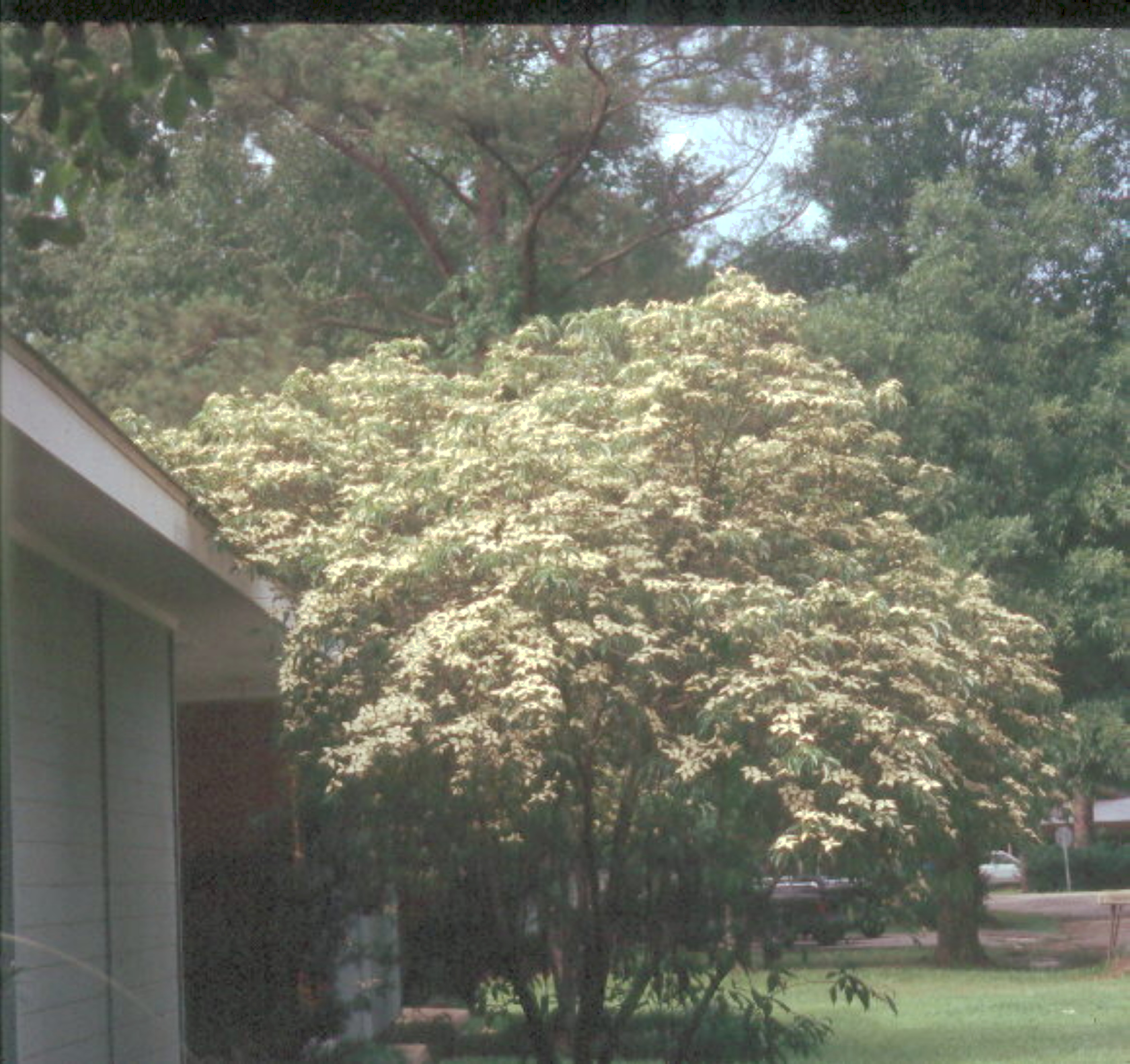 Cornus elliptica  / Evergreen Flowering Dogwood