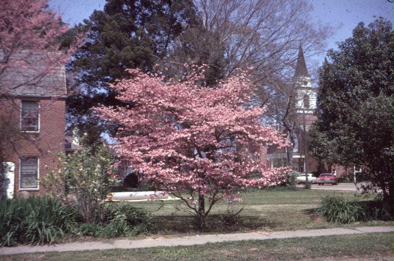 Cornus florida f. 'Rubra'  / Pink Flowering Dogwood