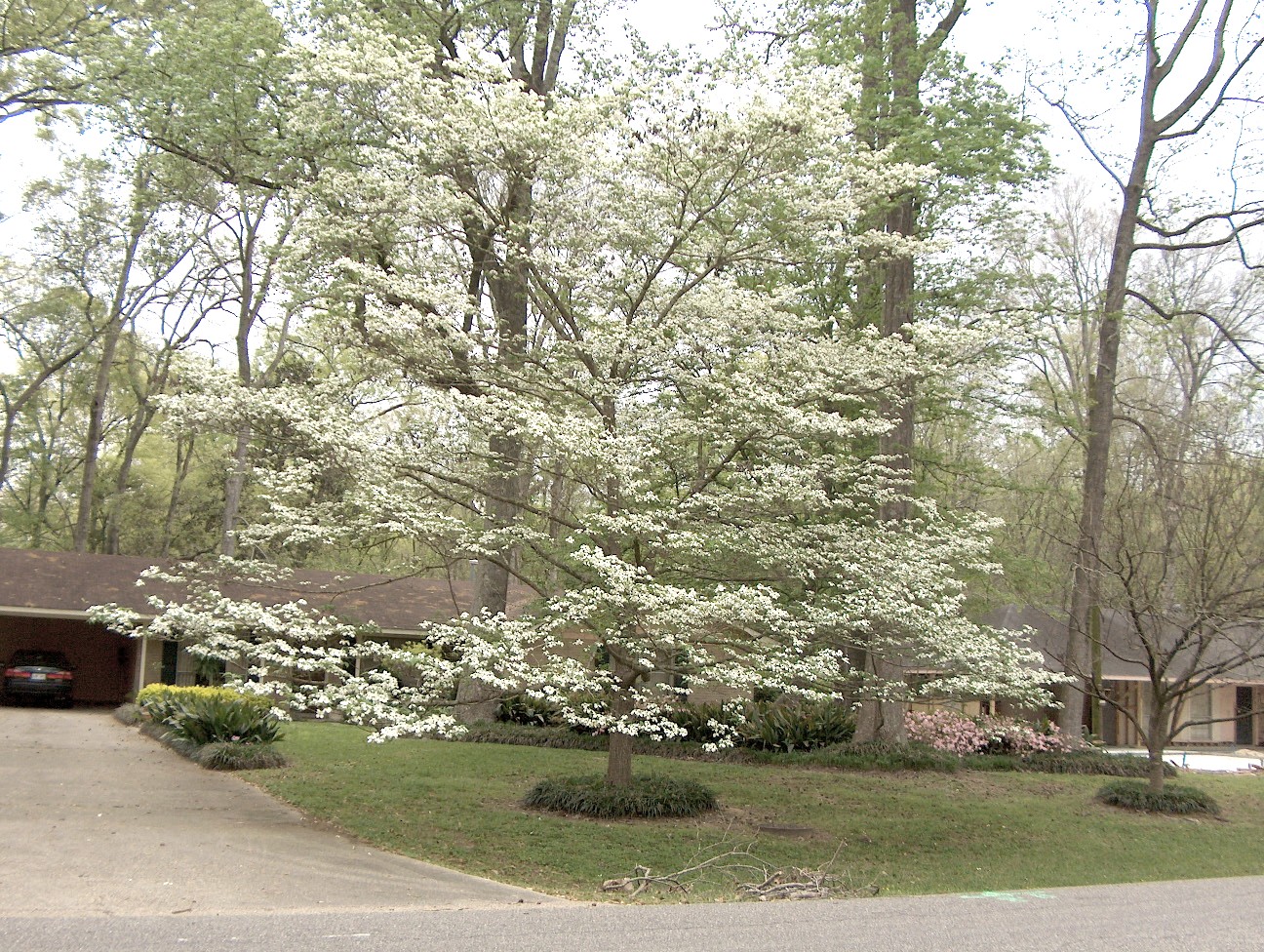 Cornus florida  / Flowering Dogwood