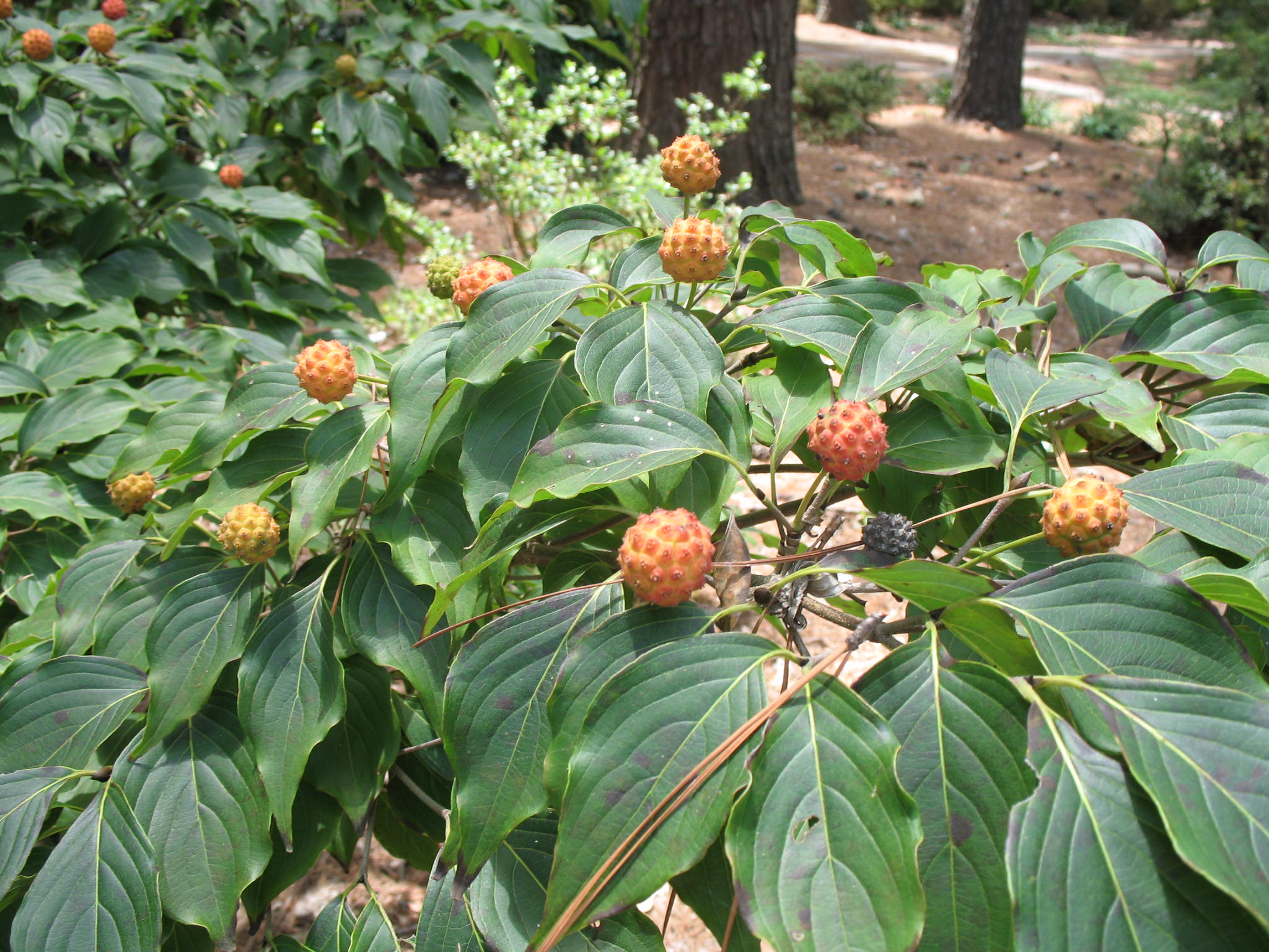 Cornus kousa 'Big Apple'   / Big Apple Chinese Dogwood