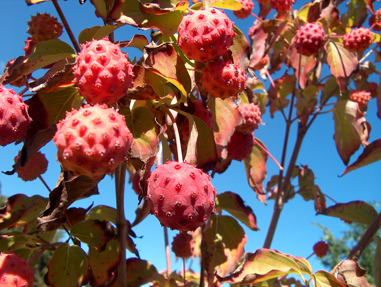 Cornus kousa  / Chinese Dogwood