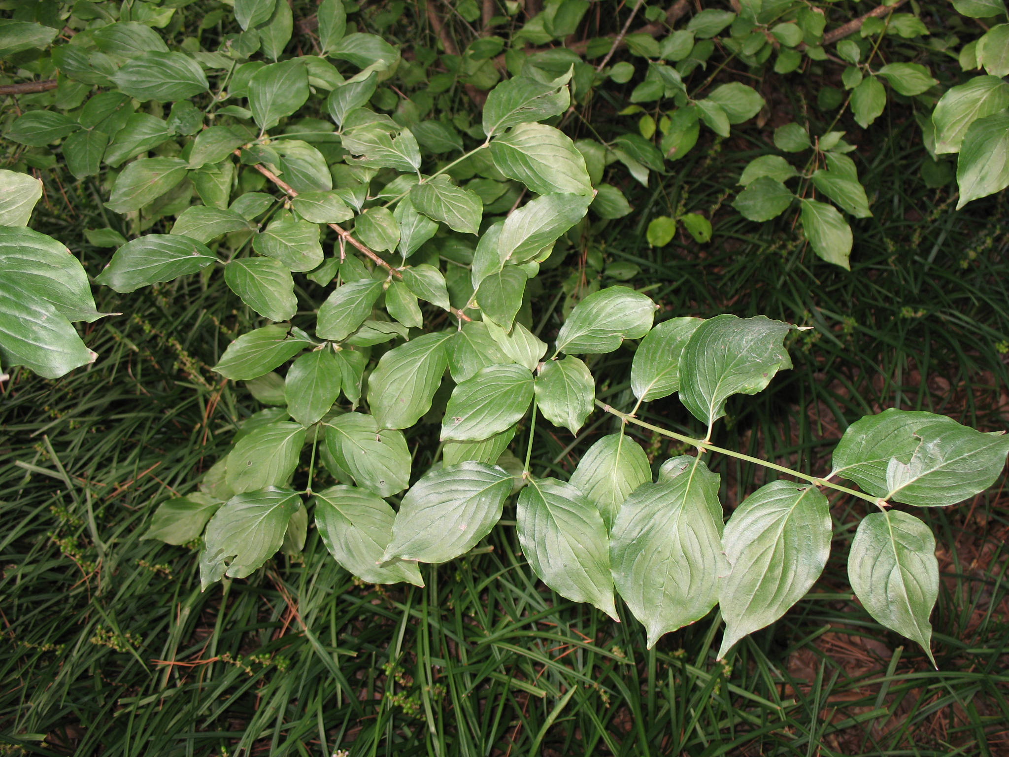 Cornus mas   / Cornus mas  