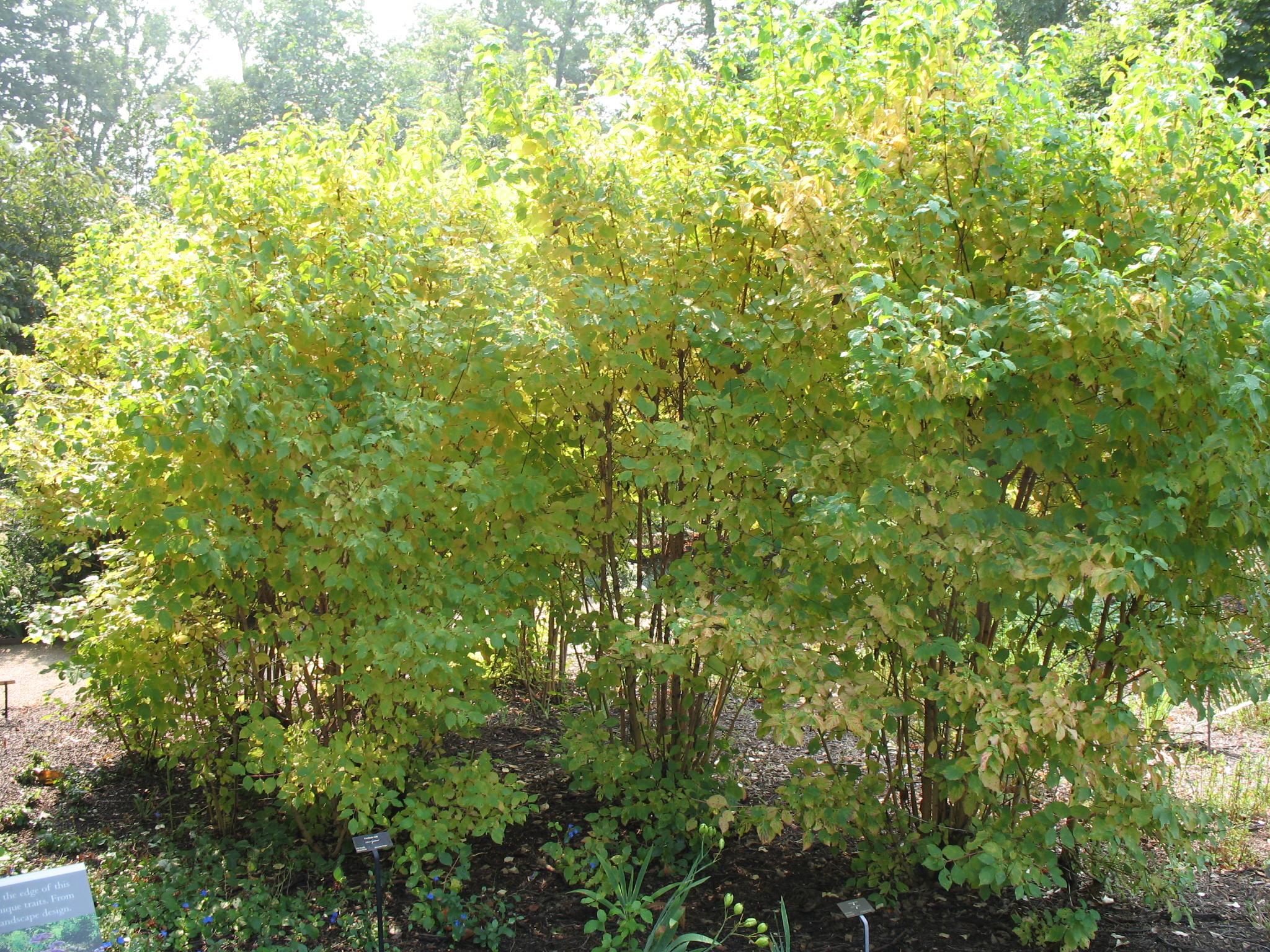 Cornus sanguinea 'Midwinter Fire'   / Midwinter Fire Bloodtwig Dogwood