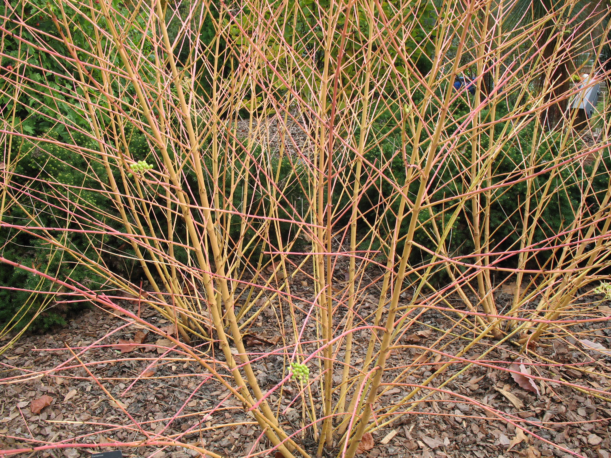 Cornus sanguinea / Bloodtwig Dogwood