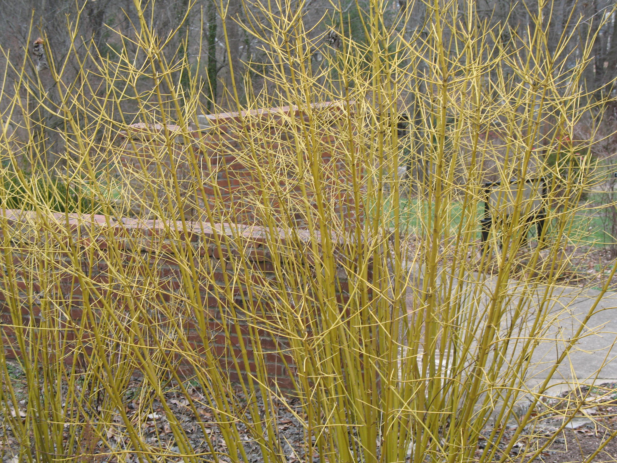 Cornus sanguinea var. viridissima   / Yellow Twig Dogwood