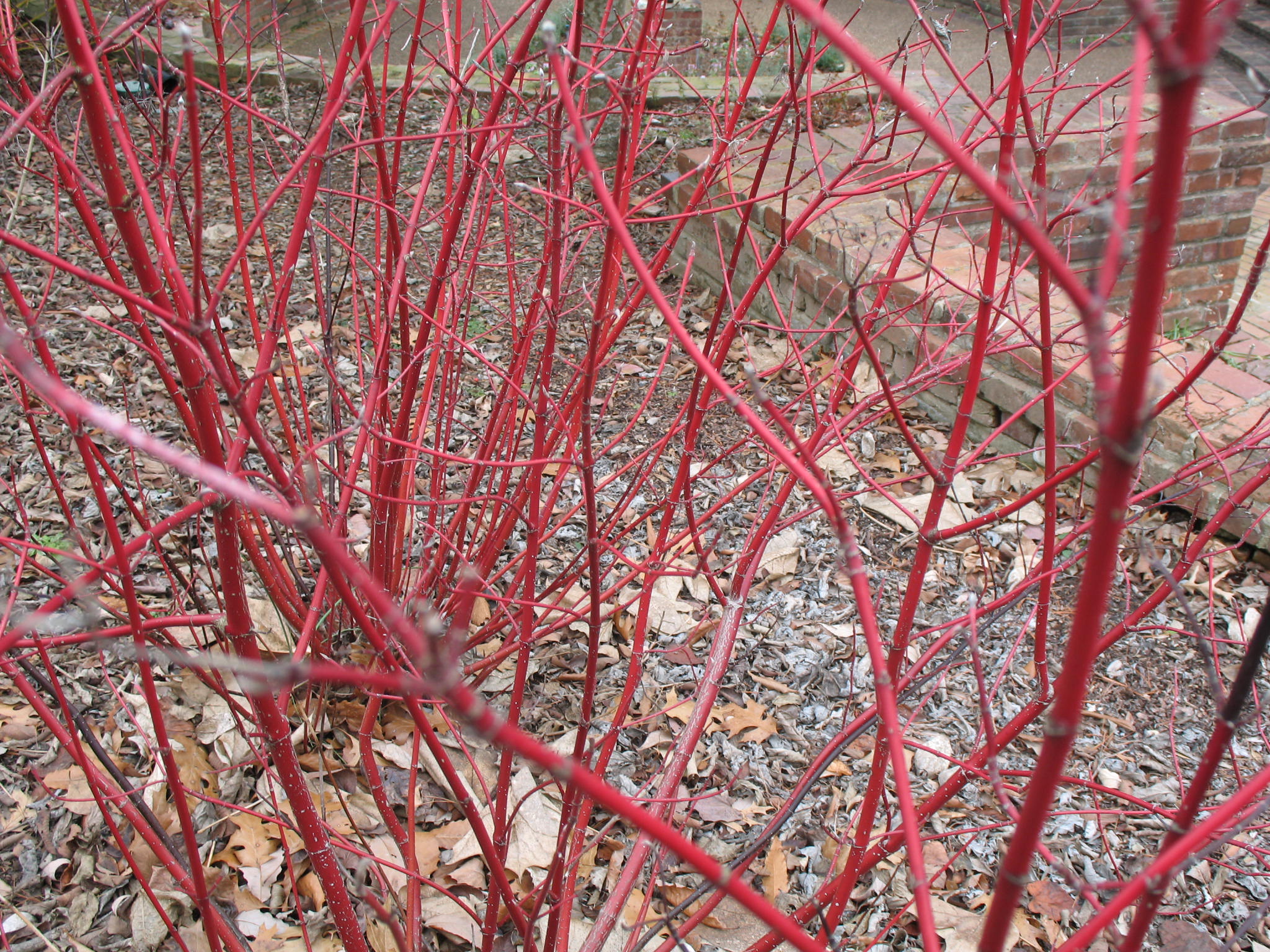 Cornus sericea 'Cardinal'  / Red Twig Dogwood