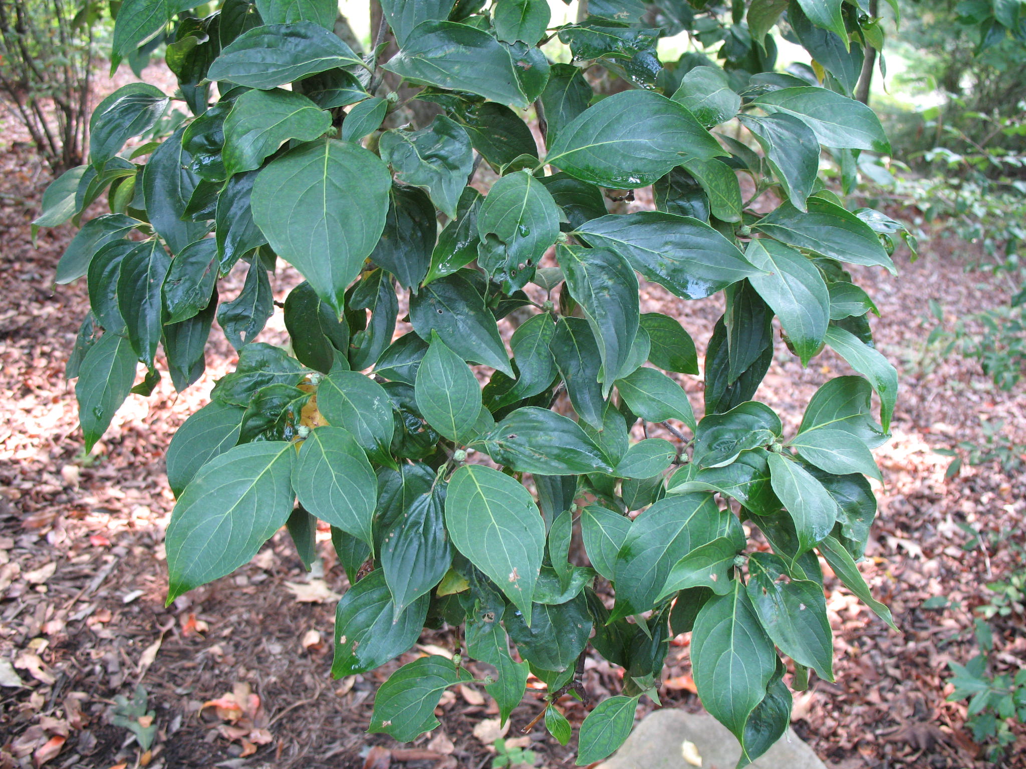 Cornus x rutgersensis  'Celestial'  / Cornus x rutgersensis  'Celestial' 