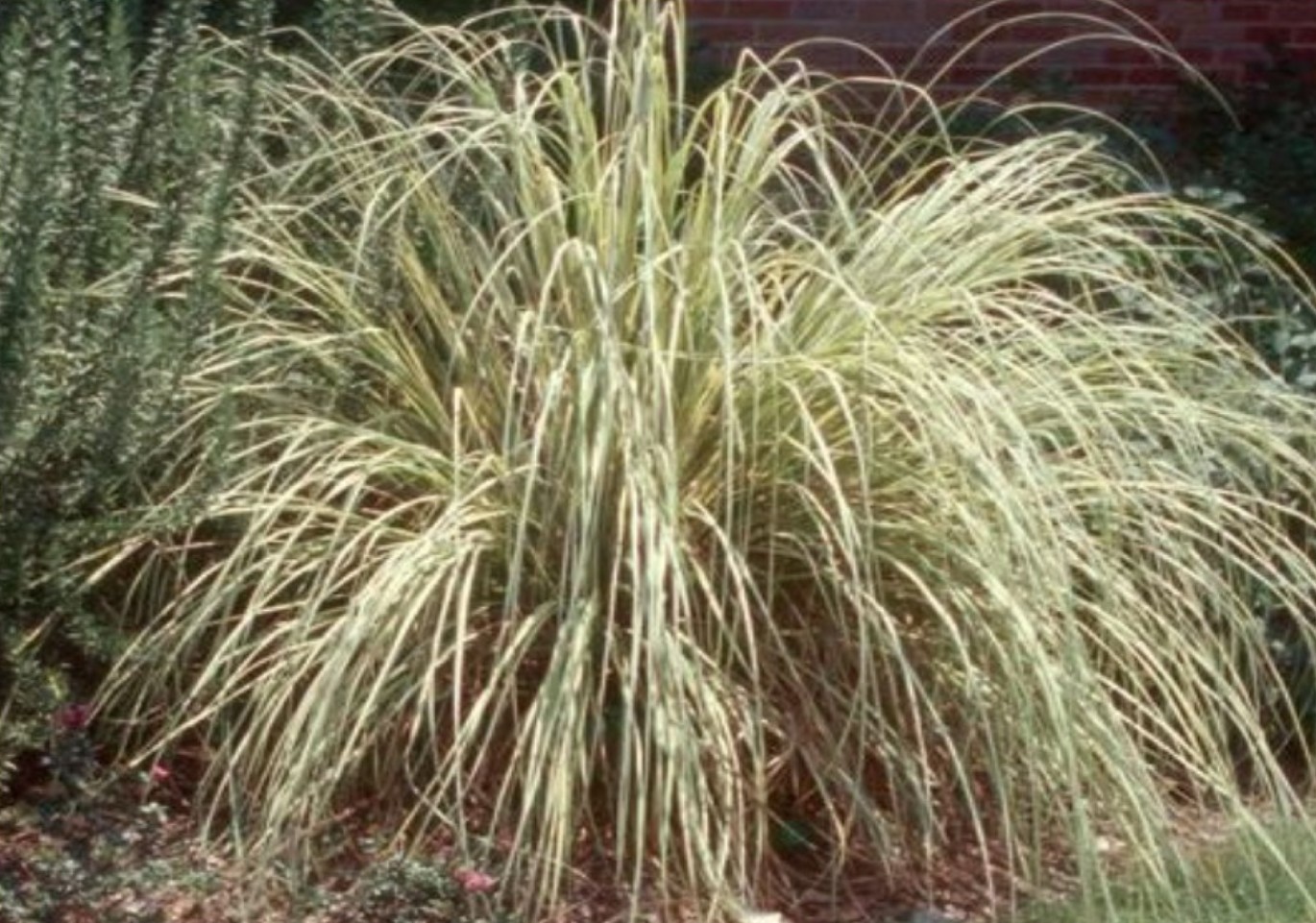 Cortaderia selloana  'Monrin' Sun Stripe  / Sun Stripe Pampas Grass