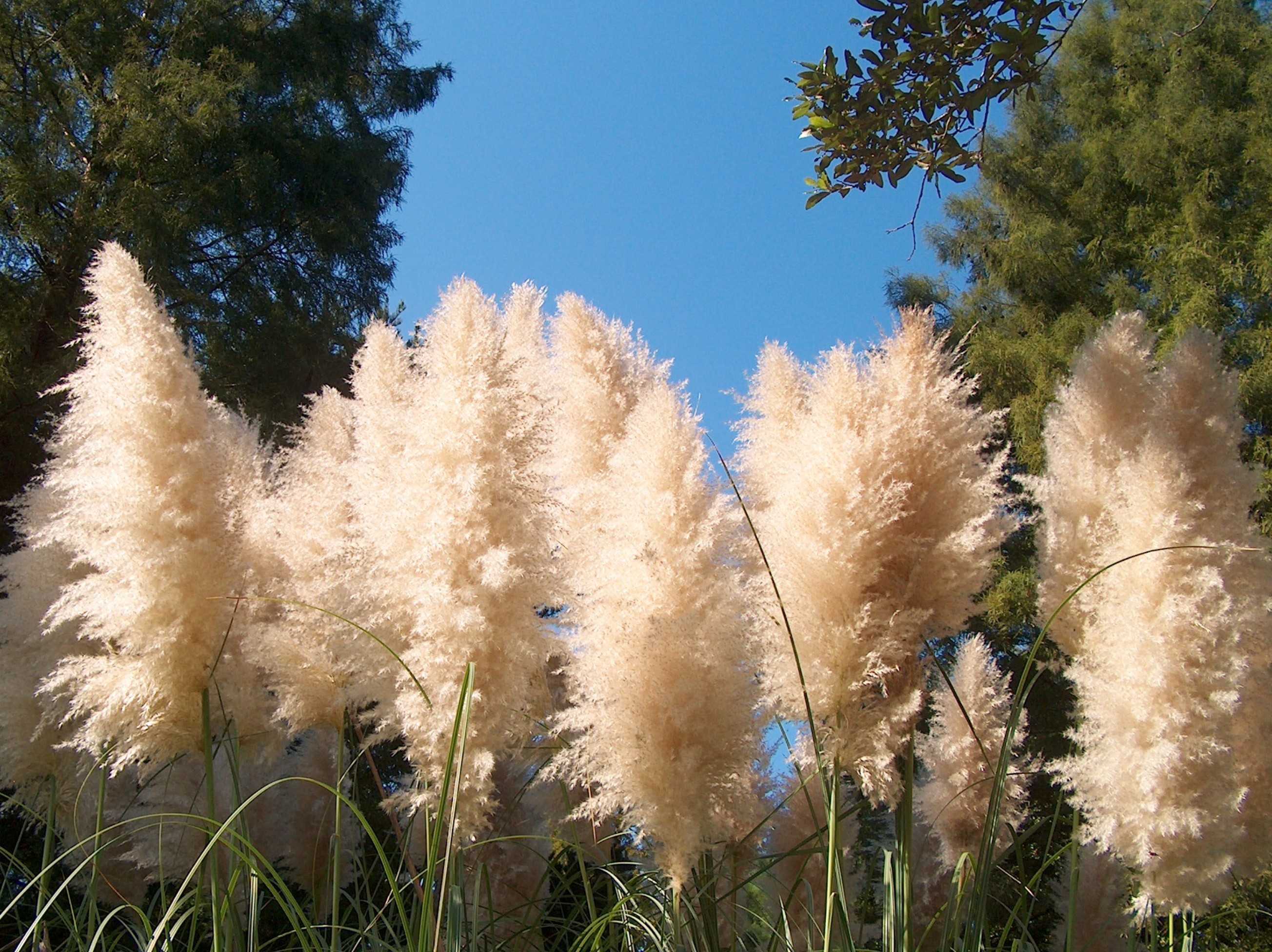 Cortaderia selloana / Pampas Grass