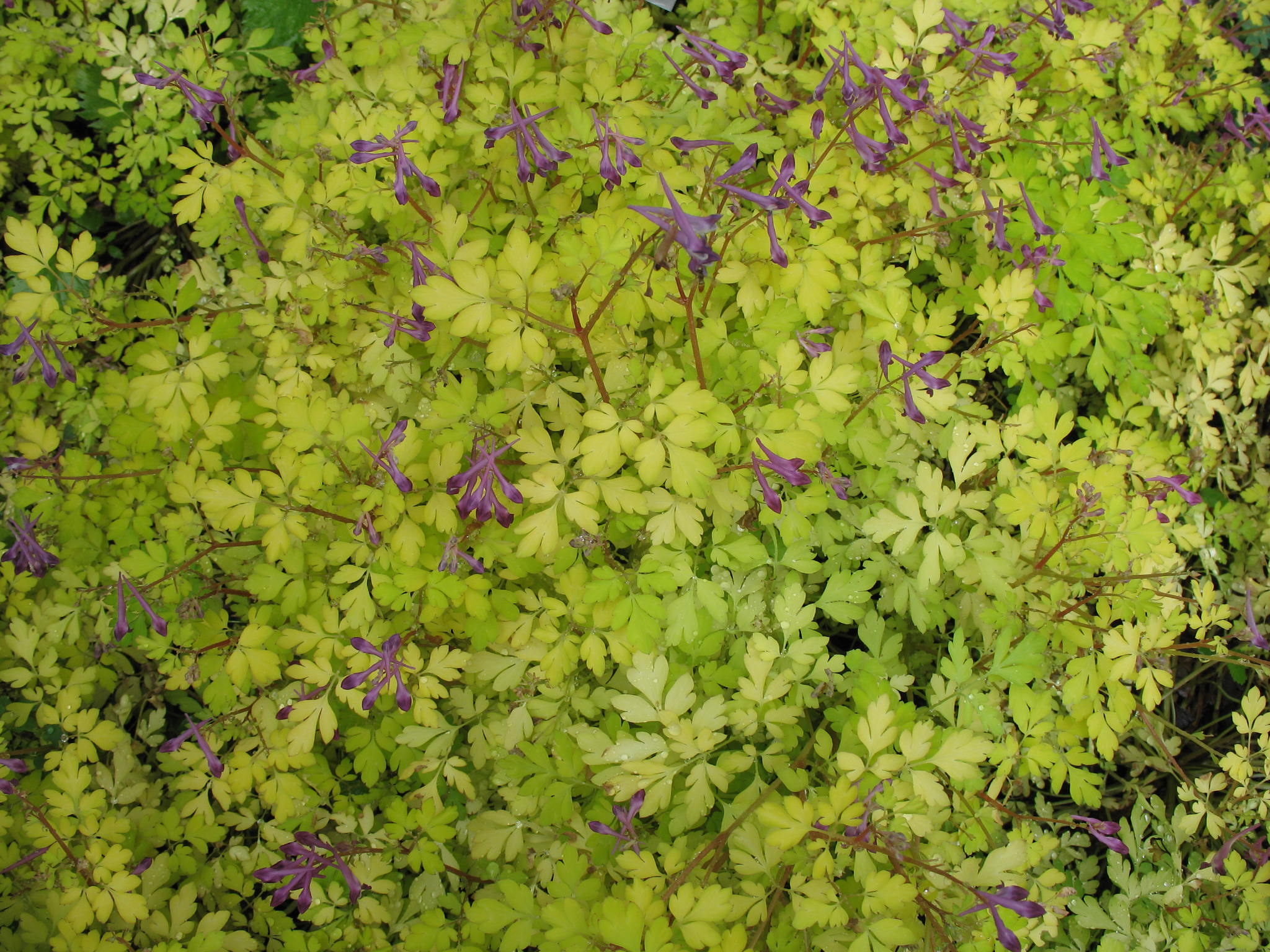 Corydalis 'Berry Exciting'   / Berry Exciting Corydalis