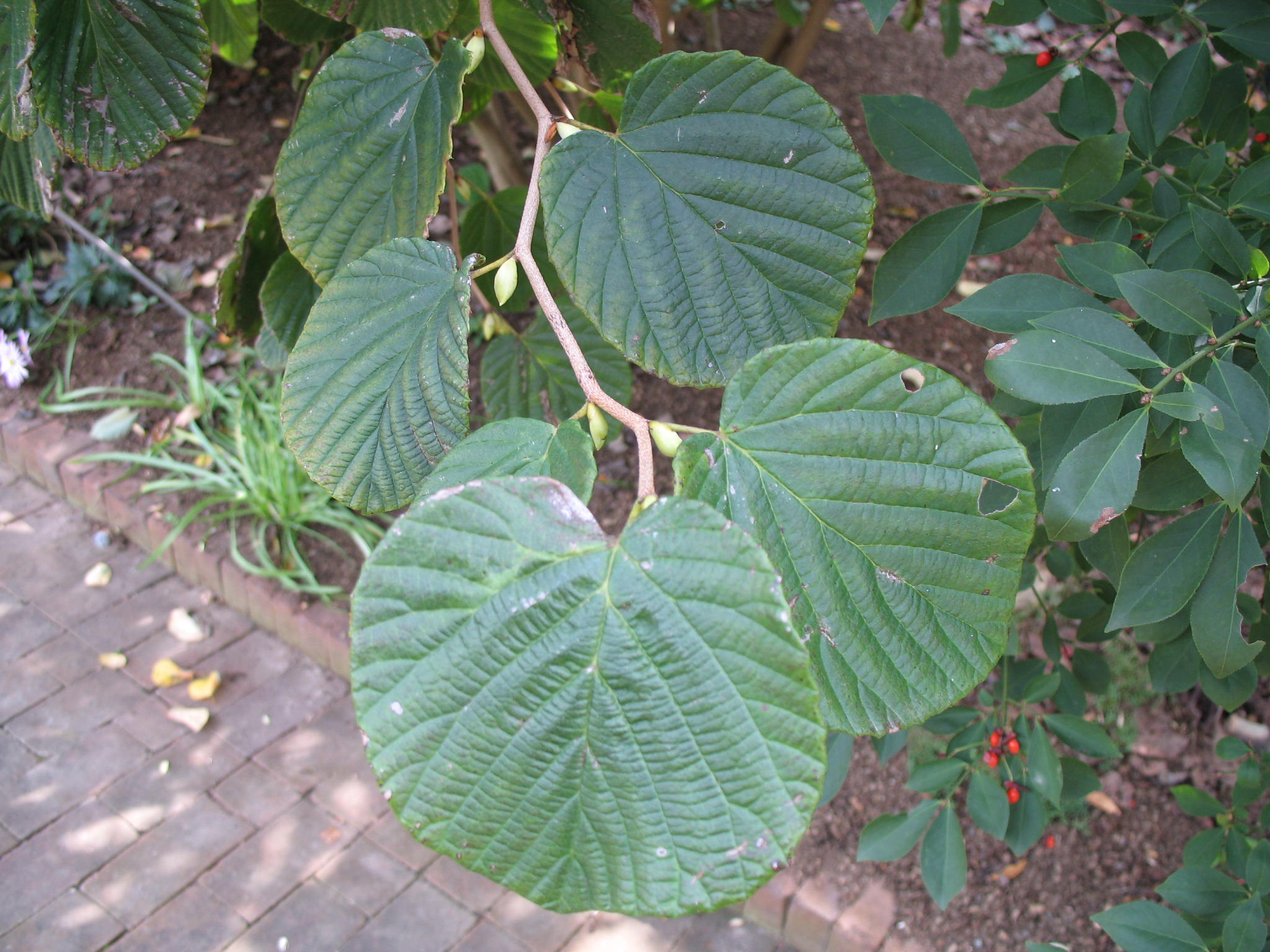 Corylopsis glabrescens / Winterhazel