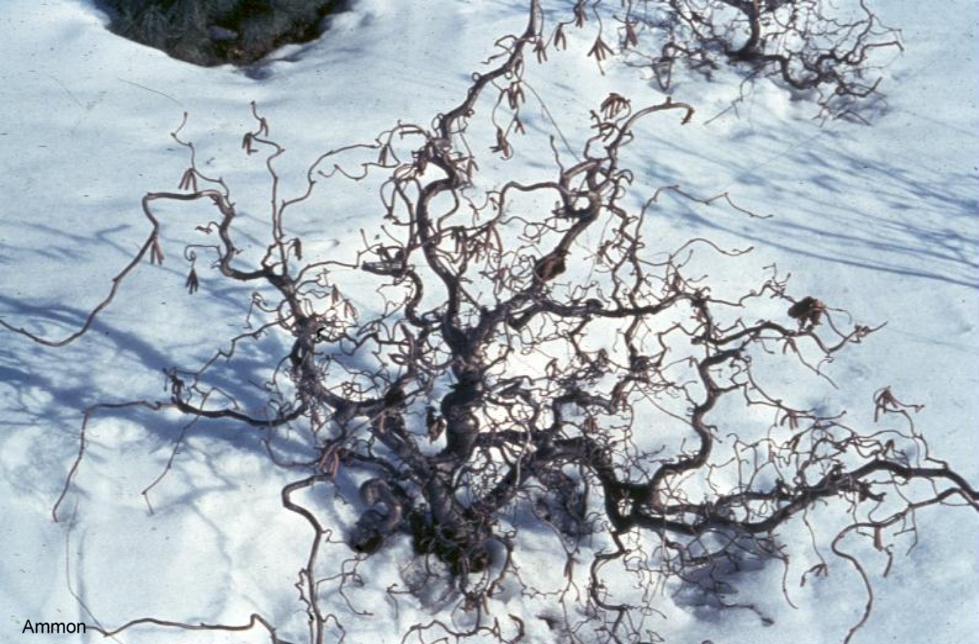 Corylus avellana 'Contorta' / Harry Lauder's Walking Stick