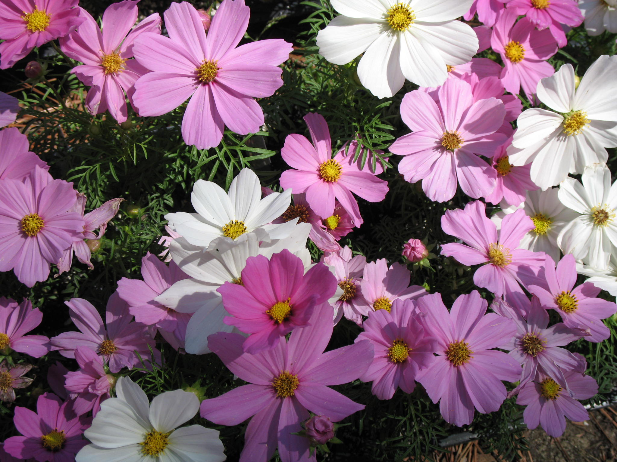 Cosmos 'Sonata' / Dwarf Cosmos