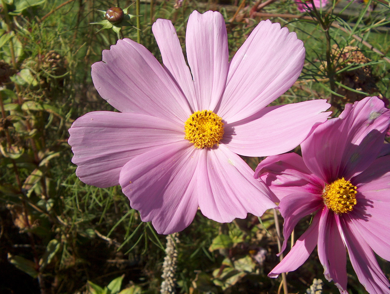 Cosmos bipinnatus  / Cosmos bipinnatus 