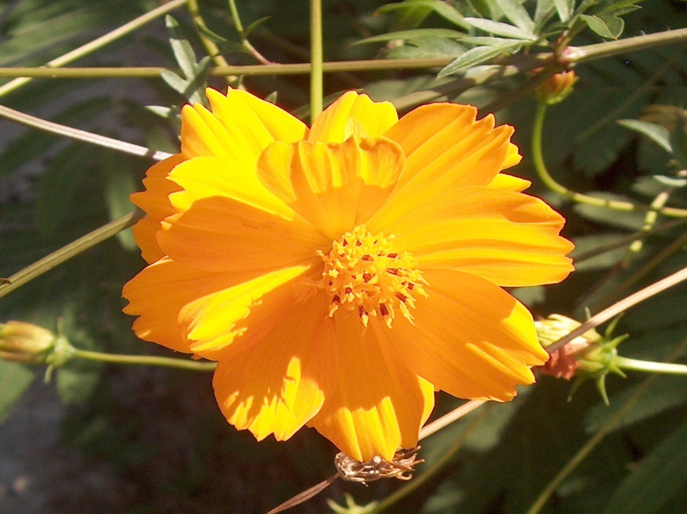 Cosmos sulphureus  / Cosmos sulphureus 