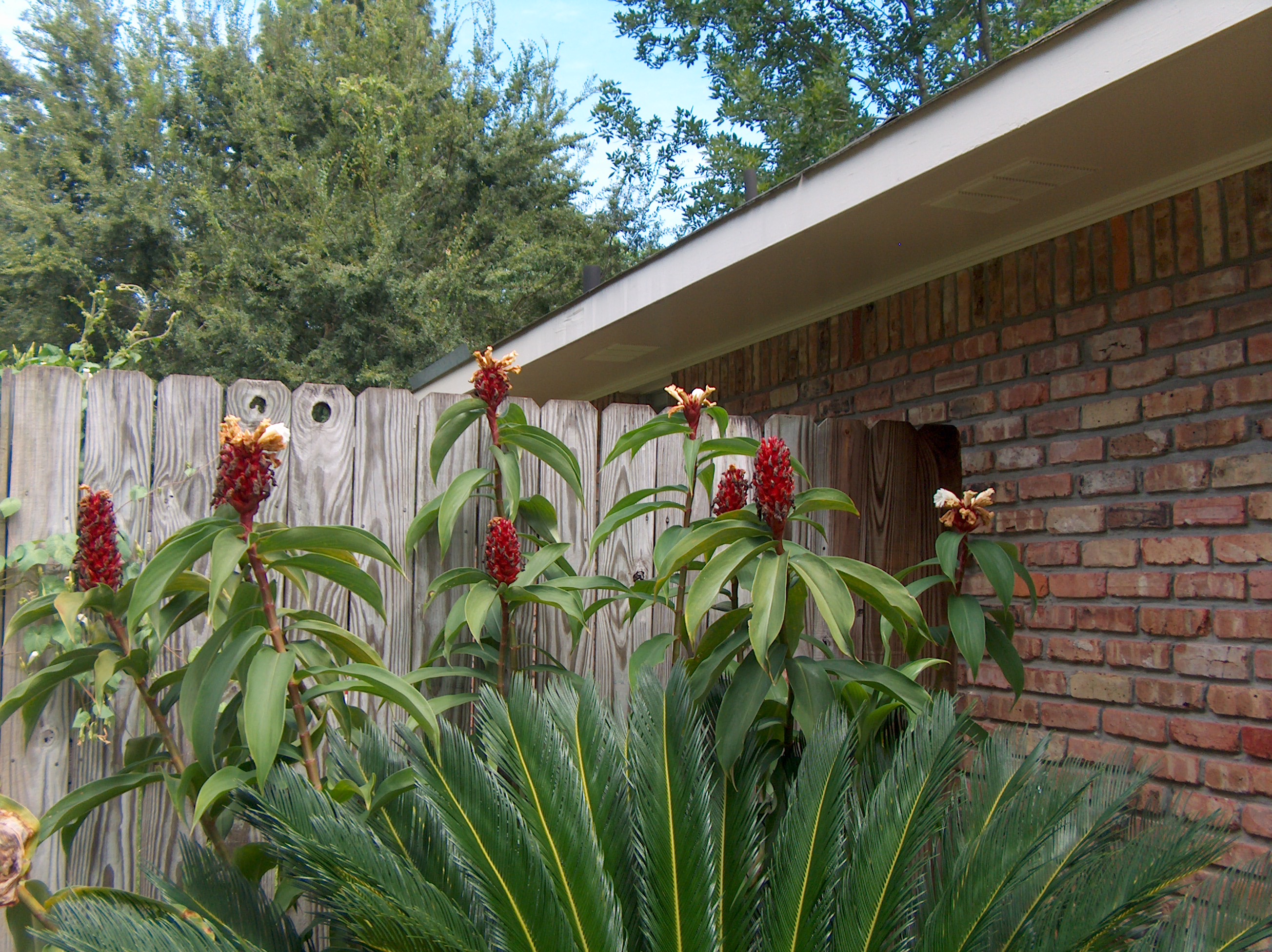 Costus amazonica  / Costus amazonica 