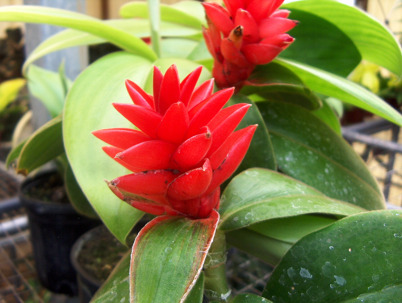 Costus asae 'Red Rose'   / Rose Red Spiral Ginger