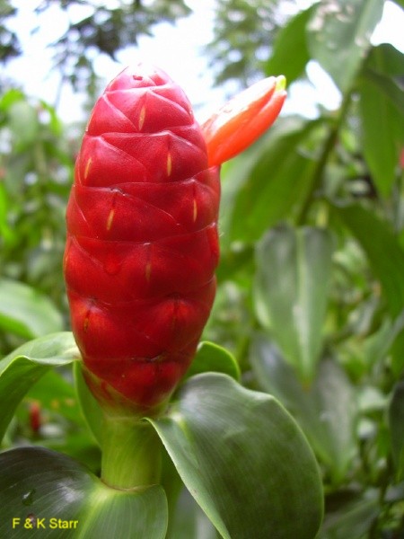 Online Plant Guide Costus Woodsonii Red Button Ginger