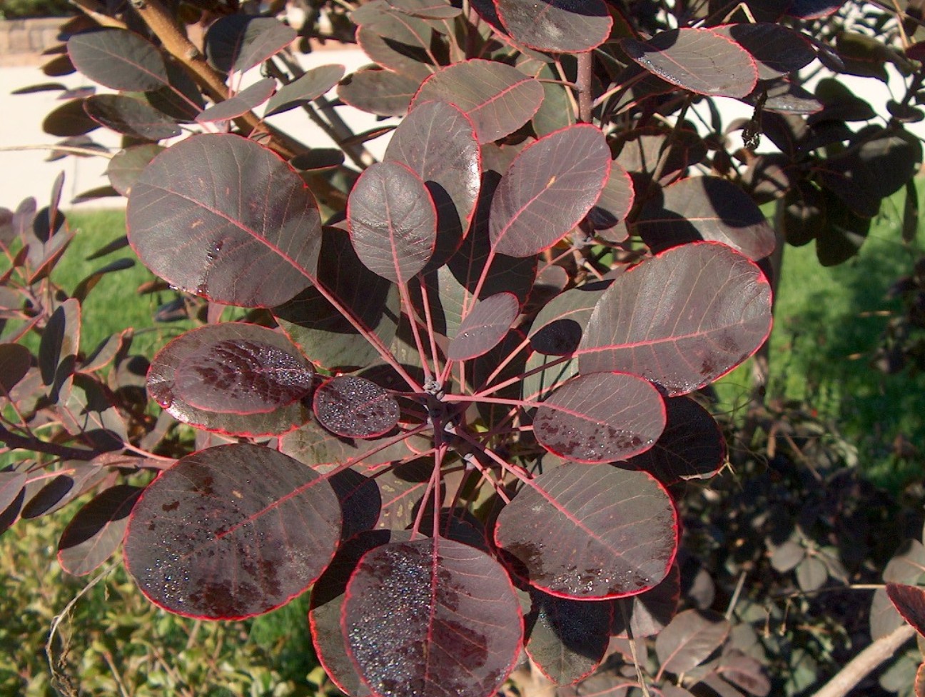 Cotinus coggygria 'Purpureus'   / Cotinus coggygria 'Purpureus'  