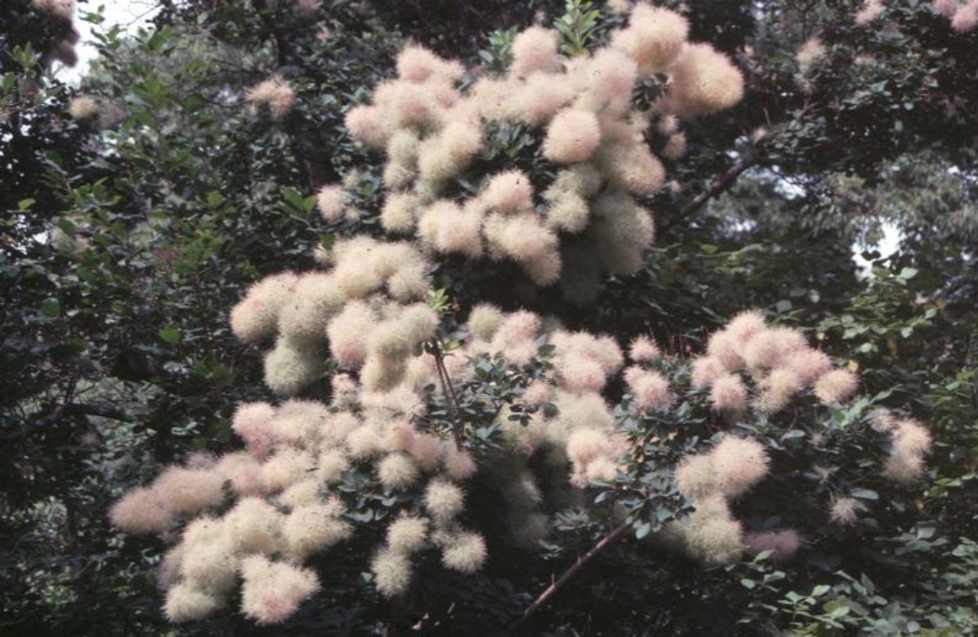 Cotinus coggygria / Cotinus coggygria