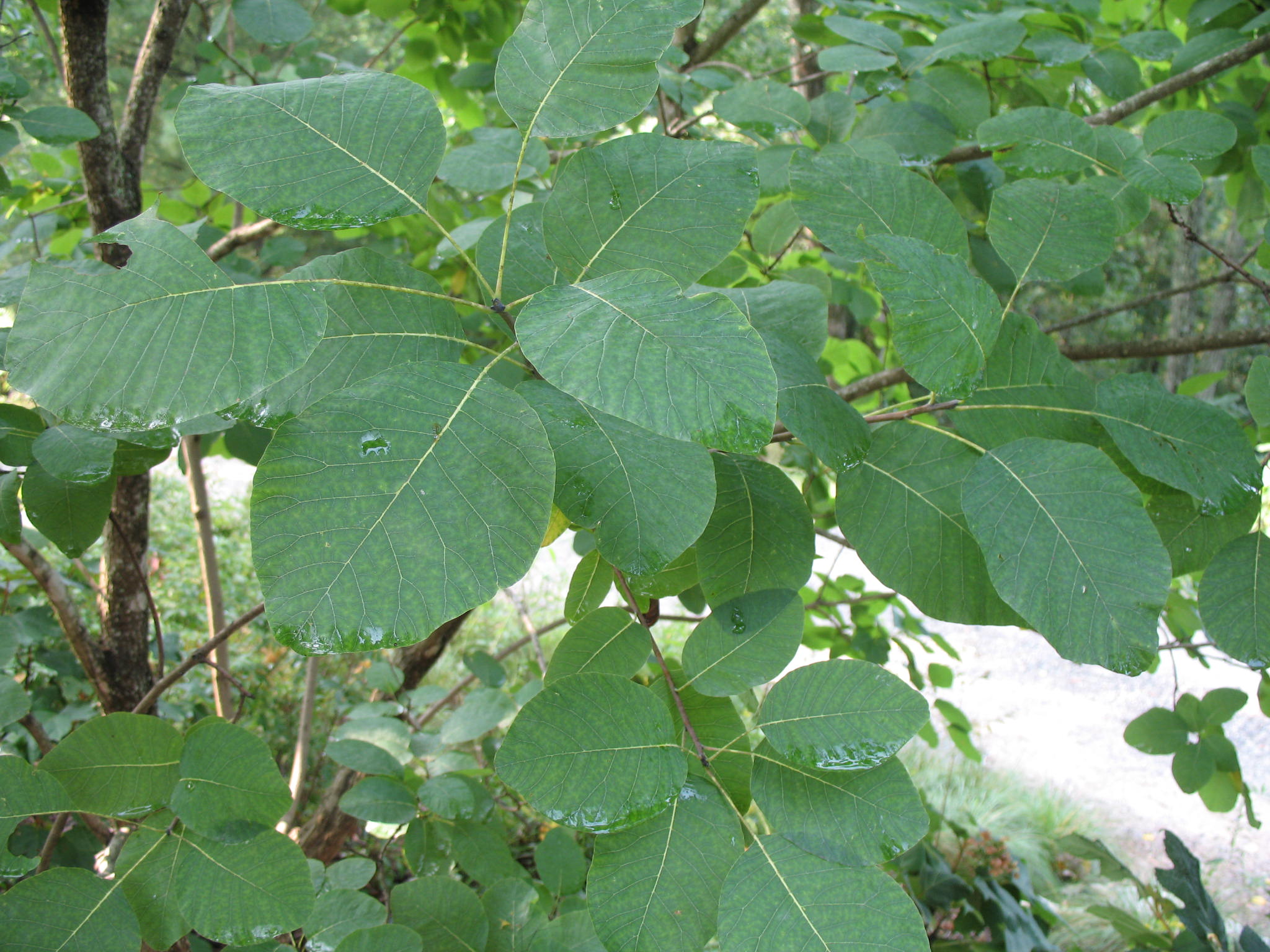 Cotinus obovatus   / American Smoketree